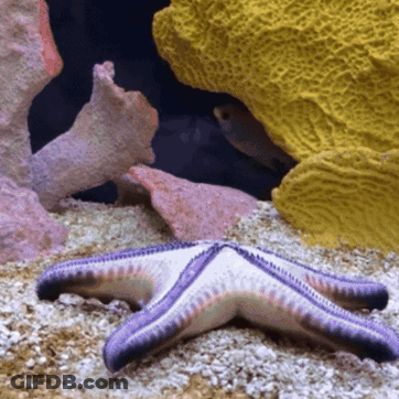 A Purple Starfish Is Laying On The Sand Near A Coral Reef GIF