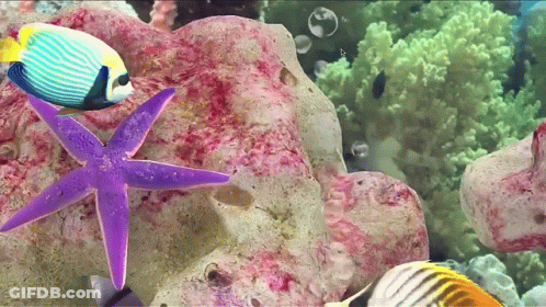 A Purple Starfish Is Surrounded By Fish And Bubbles GIF