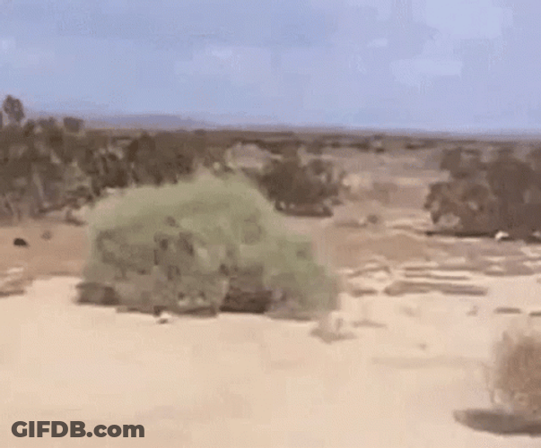 A Quiet Desert GIF