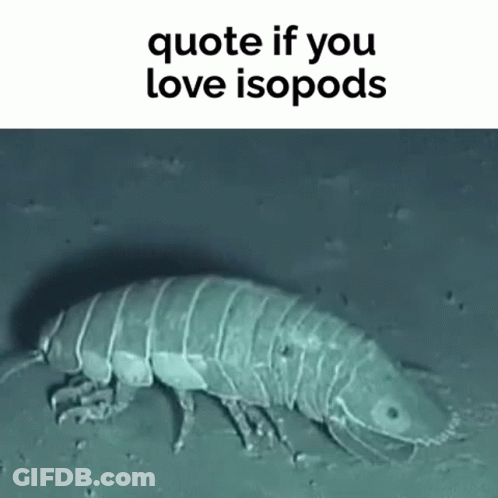 A Quote If You Love Isopods Is Written Above A Picture Of A Bug In The Water . GIF