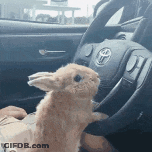 A Rabbit Crazy Driving GIF