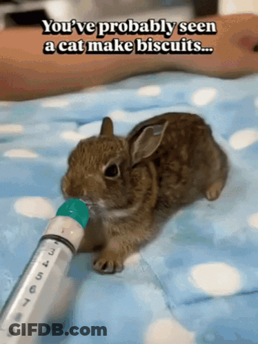 A Rabbit Drinking From A Syringe With The Words " You 'Ve Probably Seen A Cat Make Biscuits " GIF