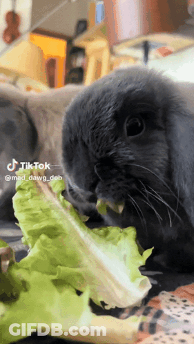 A Rabbit Eating A Leaf Of Lettuce From A Plate GIF