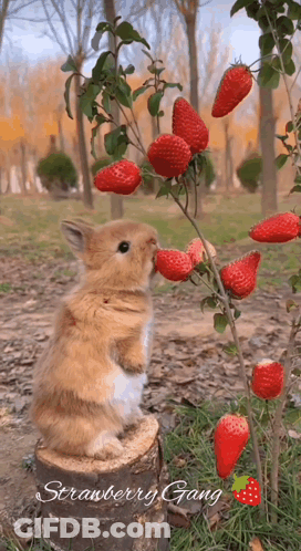 A Rabbit Eating Strawberries From A Tree With The Words Strawberry Gang Written On The Bottom GIF