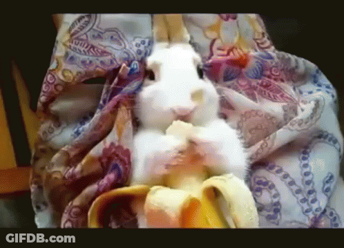 A Rabbit Is Eating A Banana While Wrapped In A Scarf GIF