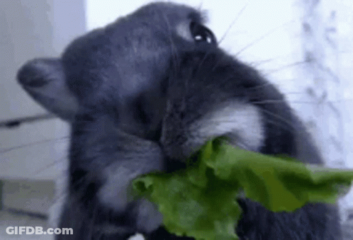 A Rabbit Is Eating A Leaf Of Lettuce . GIF