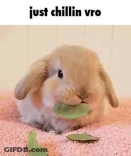A Rabbit Is Eating A Leaf On A Pink Blanket . GIF