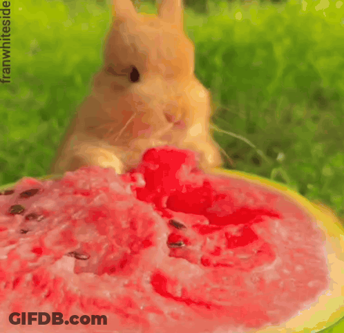 A Rabbit Is Eating A Slice Of Watermelon With The Words Perfect Day Watermelon GIF