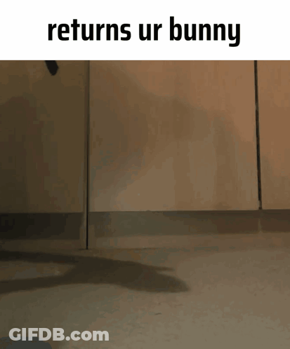 A Rabbit Is Jumping In The Air With The Words Returns Ur Bunny Above It GIF