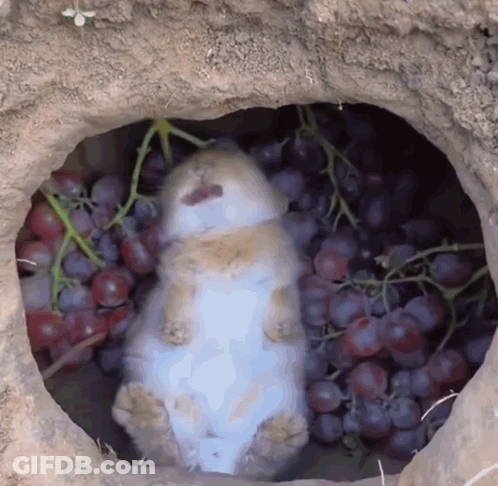 A Rabbit Is Laying In A Pile Of Grapes In A Hole GIF