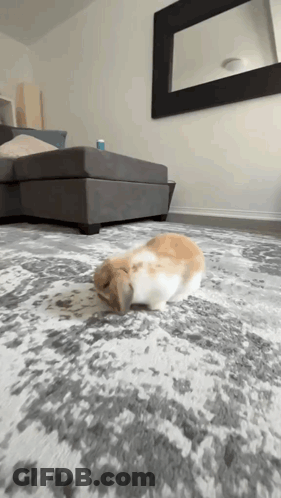 A Rabbit Is Laying On A Rug In A Living Room Next To A Couch . GIF