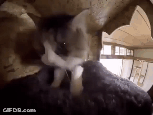 A Rabbit Is Looking Out Of A Hole In A Wall GIF
