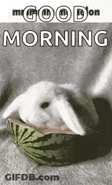A Rabbit Is Sitting In A Watermelon And Eating It . GIF