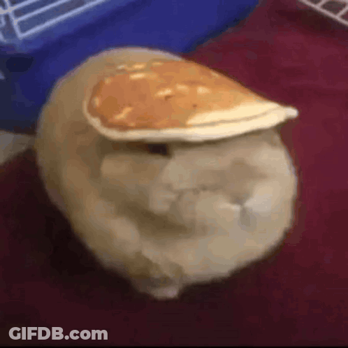 A Rabbit Is Sitting On A Bed With A Pancake On Its Head . GIF