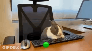 A Rabbit Is Sitting On A Computer Keyboard Next To A Mouse . GIF