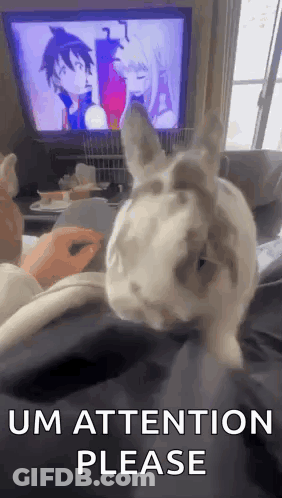 A Rabbit Is Sitting On A Person 'S Lap In Front Of A Television And Asking For Attention . GIF