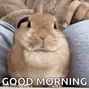 A Rabbit Is Sitting On A Person 'S Lap With The Words `` Good Morning '' Written On It . GIF
