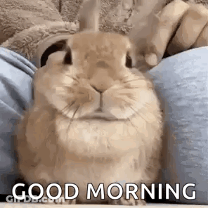 A Rabbit Is Sitting On A Person 'S Lap With The Words `` Good Morning '' Written On It . GIF