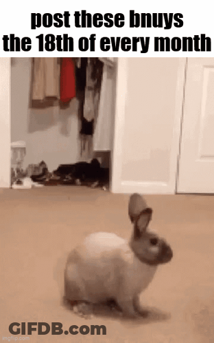 A Rabbit Is Standing In A Room Next To A Closet And A Door . GIF