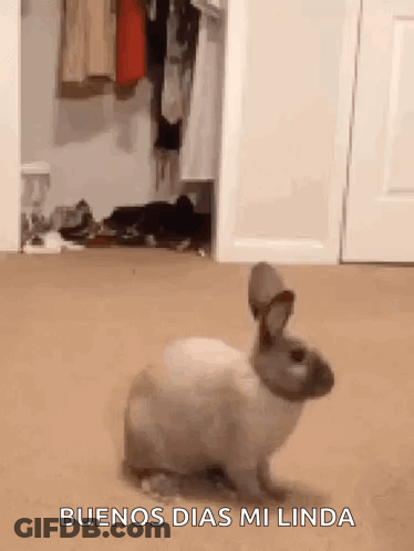A Rabbit Is Standing In Front Of A Closet With The Words Buenos Dias Mi Linda Above It . GIF