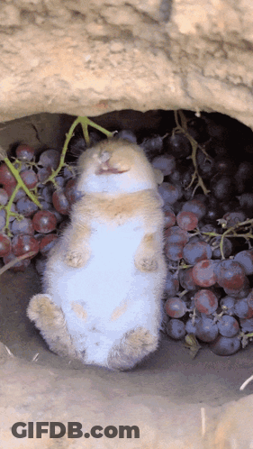 A Rabbit Laying In A Pile Of Grapes With Its Mouth Open GIF