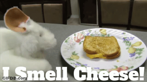 A Rabbit Smelling A Grilled Cheese Sandwich On A Plate GIF
