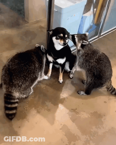 A Raccoon And A Dog Are Standing Next To Each Other GIF