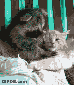 A Raccoon And A Kitten Are Laying In A Crib GIF