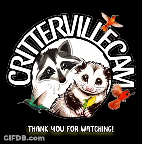 A Raccoon And An Opossum Are In A Circle With The Words Critterville Cam Thank You For Watching GIF