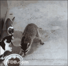 A Raccoon And Two Cats Are Eating From A Bowl GIF