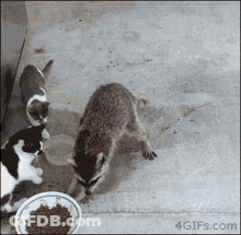 A Raccoon And Two Cats Are Eating From A Bowl GIF