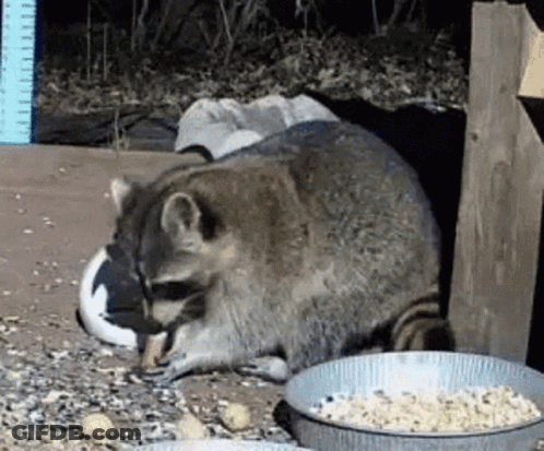 A Raccoon Eating A Bird Next To A Bowl Of Food . GIF