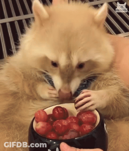 A Raccoon Eating Cherries From A Bowl With A Cat Collective Logo On The Bottom GIF