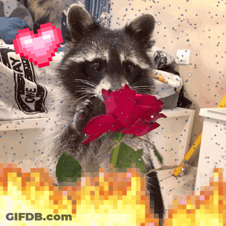 A Raccoon Holding A Red Rose With A Pixel Heart In The Background GIF