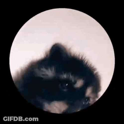 A Raccoon In A Circle With A Black Background GIF