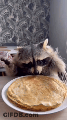 A Raccoon Is Eating A Stack Of Pancakes From A Plate GIF