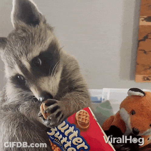 A Raccoon Is Eating A Waffle From A Box Of Butterscotch Cereal GIF