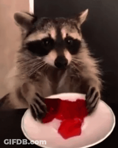 A Raccoon Is Eating Red Jelly From A White Plate . GIF