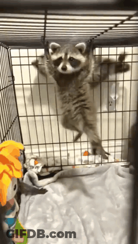 A Raccoon Is Hanging Upside Down In A Wire Cage GIF