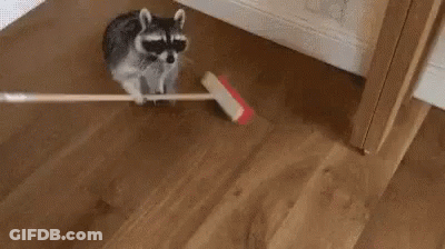 A Raccoon Is Holding A Broom In Its Mouth While Walking On A Wooden Floor . GIF