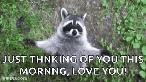 A Raccoon Is Laying In The Grass With Its Arms Outstretched And Says `` Just Thinking Of You This Morning , Love You '' GIF