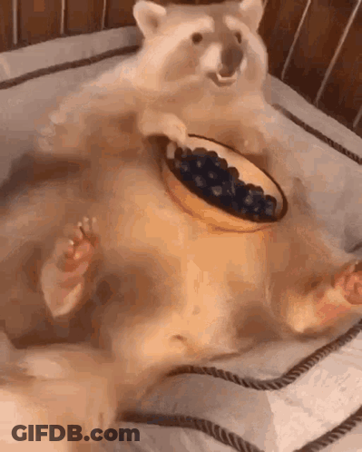 A Raccoon Is Laying On A Bed With A Bowl Of Blueberries On Its Chest . GIF
