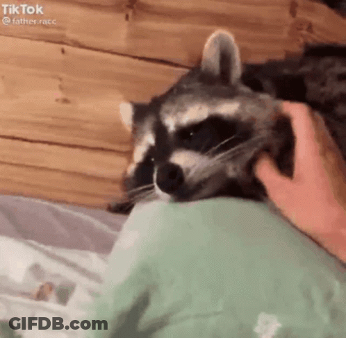 A Raccoon Is Laying On A Bed With A Person Petting It 'S Face . GIF