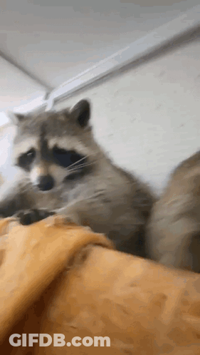 A Raccoon Is Laying On A Bed With A Yellow Blanket . GIF