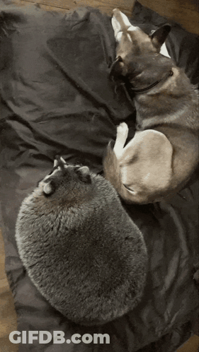 A Raccoon Is Laying On A Black Cloth On A Wooden Floor GIF