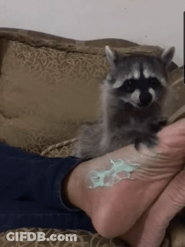A Raccoon Is Laying On A Person 'S Foot With A Green Liquid On It GIF