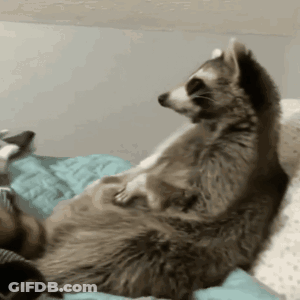 A Raccoon Is Laying On Its Back On A Bed With A Blue Blanket GIF