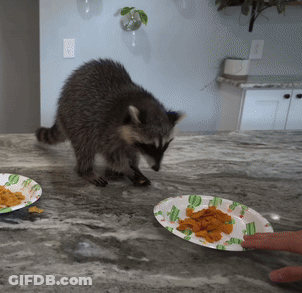 A Raccoon Is Looking At A Plate Of Food On A Counter GIF
