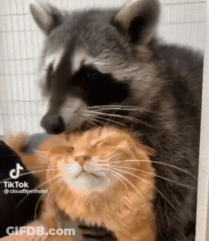 A Raccoon Is Petting An Orange Cat 'S Head .. GIF