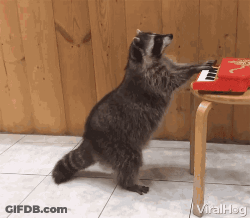 A Raccoon Is Playing A Small Red Piano On A Small Wooden Chair GIF